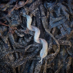 Plastic snake