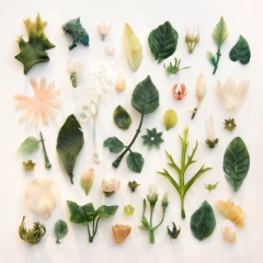 Plastic plants found on Cornish beaches