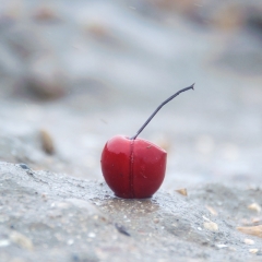 Plastic cherry