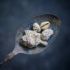 Coral and a cowrie found on the Thames
