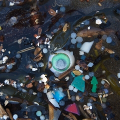 Teddy's eye in a plastic-filled rockpool