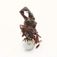 Kelp with a golf ball as its anchor rock
