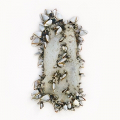 Shoe with goose barnacles