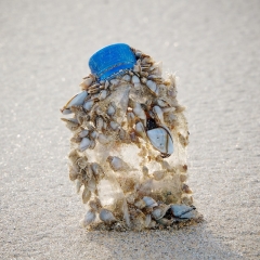 Plastic bottle with goose barnacles