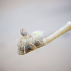 Flotsam toothbrush with goose barnacles