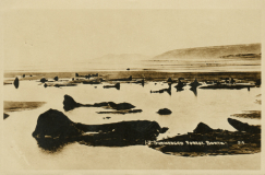 Submerged forest, Borth