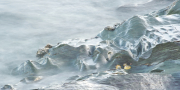 Bluegrey Rock with Limpets