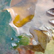 Seaweed, Rising Tide
