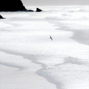 Single Gull