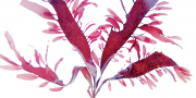 Dulse