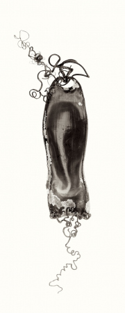 Mermaids Purse Nursehound Shark 2