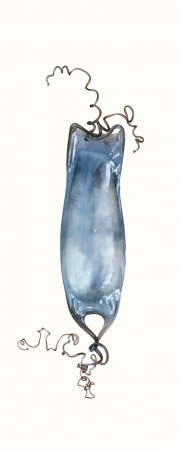 Mermaids Purse Dogfish 1