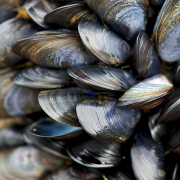 Mussel Beds