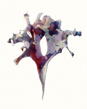 Seaweed 1