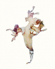 Seaweed 2