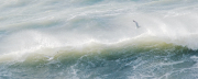 Two Gulls Wavecrest 2:5